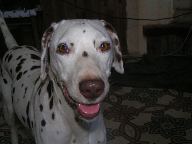 [ADOPTEE]PARIS - dalmatien F - 6 ans - en FA (dpt 13) - asso DalmaSF Paris_21