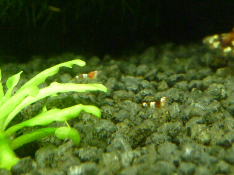 mes petits bacs/ Transformation aquascaping P1010111