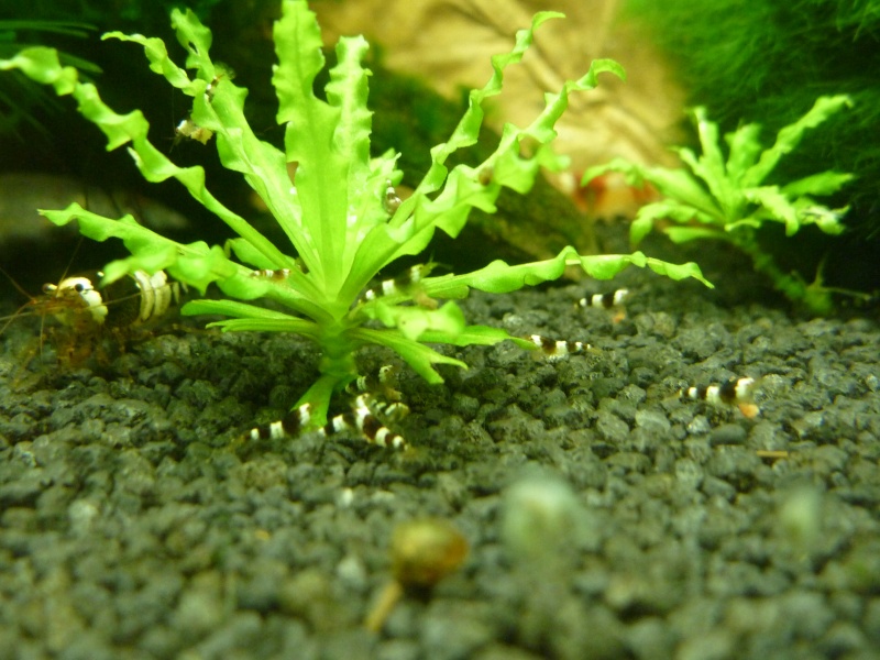 mes petits bacs/ Transformation aquascaping P1010112