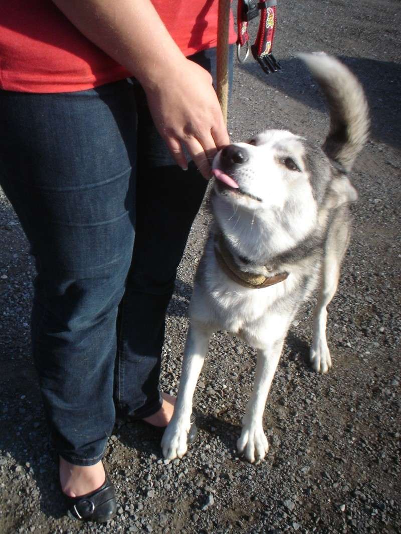 RASKY, jeune Husky, REF Belgique 56 ADOPTE Beaus171