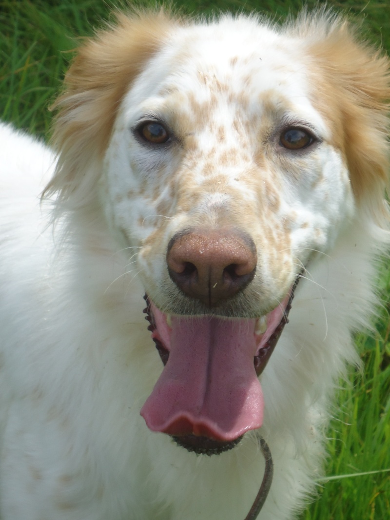 LENA - setter anglais 3 ans  - Refuge du Beaussart (Belgique) Dsc02842