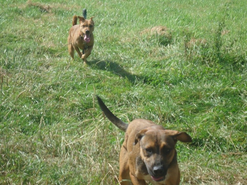 KENZA - ratière 2 ans - Refuge du Beaussart (Belgique) Dsc03125