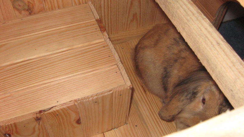 Habitation des lapins : exemples de cages, enclos ... - Page 17 Img_0911