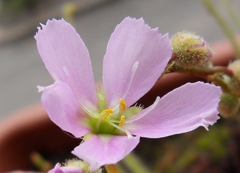 Fleur de drosera Filiformis california sunset Sdc12148