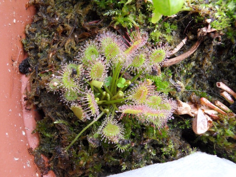 Drosera X beleziana en dormance Sdc12214