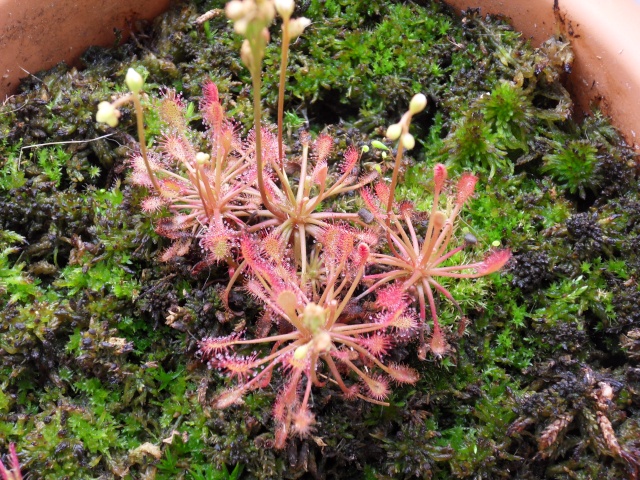 Drosera intermedia Sdc12220