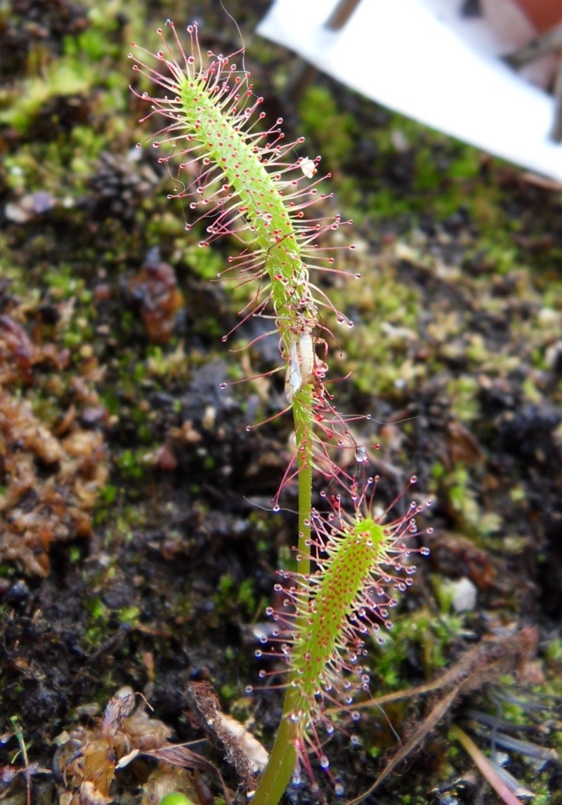 Drosera Anglica f.giant (Klein) Sdc12430