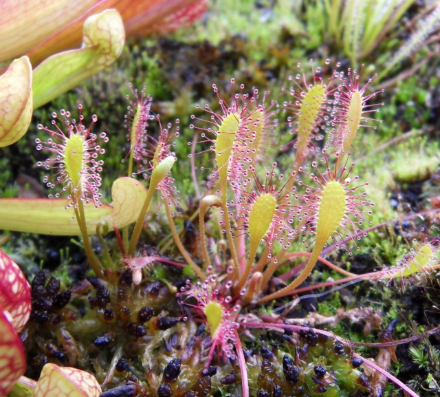 Drosera Anglica f.giant (Klein) Sdc12433