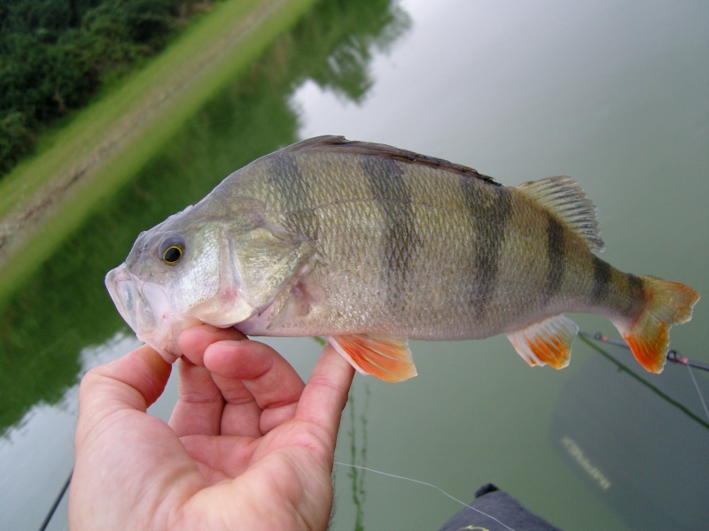 VOTRE PECHE D'AOUT - Page 4 Snc12522