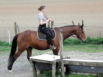 Trotteur Français versus Trotteur Américain P4250110