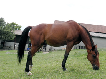 Trotteur Français versus Trotteur Américain P6090110