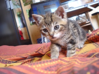 Calypso, chatonne tigrée , née le 5 mai 2010 Dsc08910