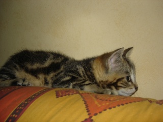 Calypso, chatonne tigrée , née le 5 mai 2010 Dsc08933