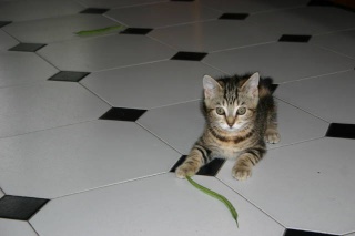 Calypso, chatonne tigrée , née le 5 mai 2010 Img_0814