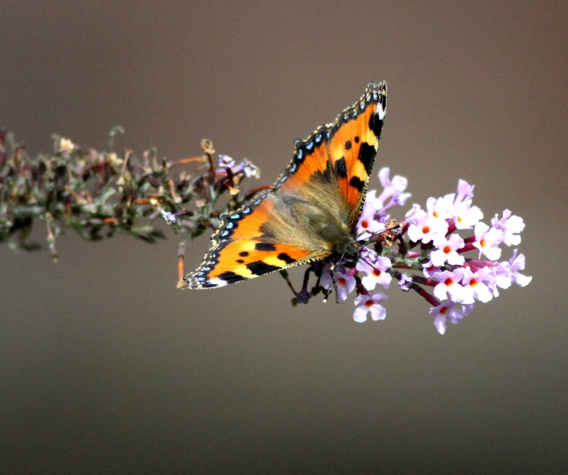 papillon orange  Papill15