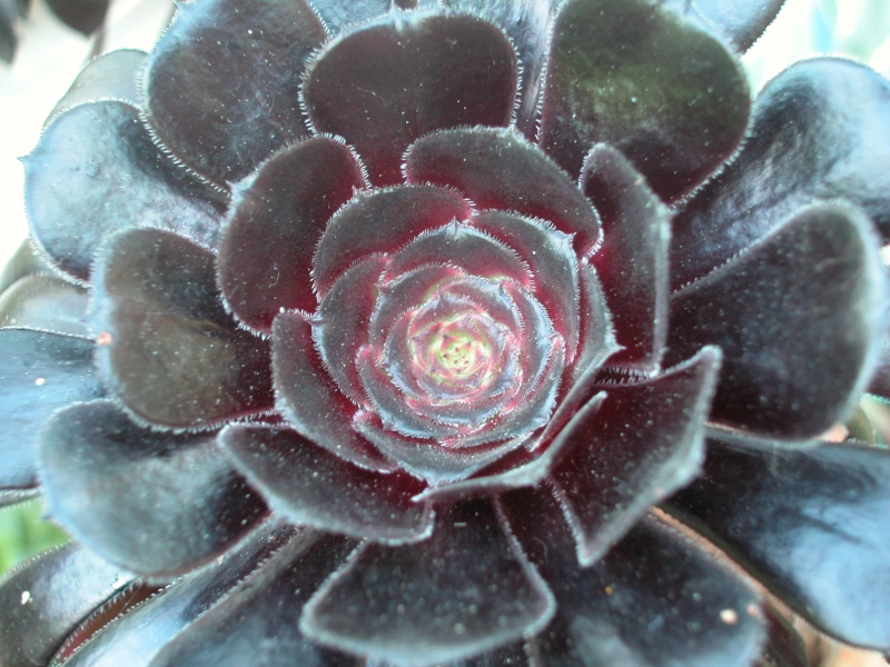 Mon Aeonium 22082010