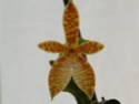 Phalaenopsis  fasciata Dscn2810