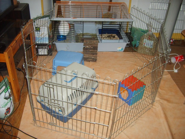 Habitation des lapins : exemples de cages, enclos ... - Page 13 Enclos11
