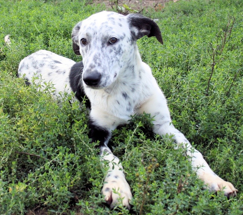 35 - FOLIA, Pointer x Border Collie, blanche mouchetée noire, 4 mois et demi. Folia_12