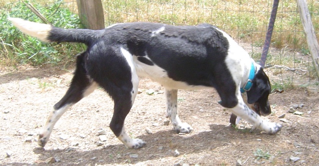 FROLANE, croisée Labrador, noire et blanche, 5 ans. ROMAGNE (35). Frolan10