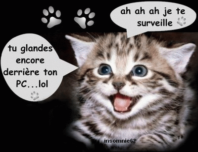 Nos animaux rigolots Chat110