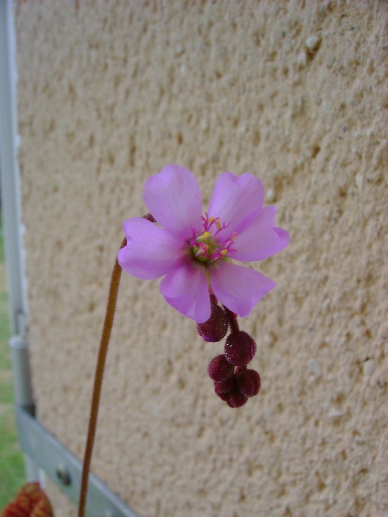 mes fleurs,et hampes florales Dsc02918