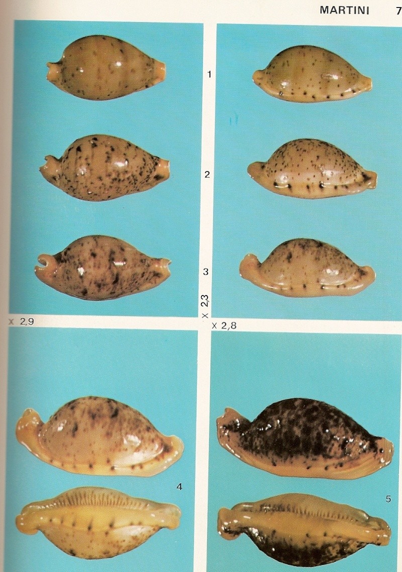 Ransoniella martini (Schepman, 1907) Numari10