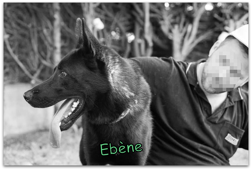 EBENE X Berger Allemand/Hollandais 4 ans ASSOCIATION MUKITZA - EN PENSION (36) Ebene014