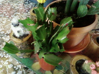 Comme promis voilà mon petit cactus de noël Cactus10