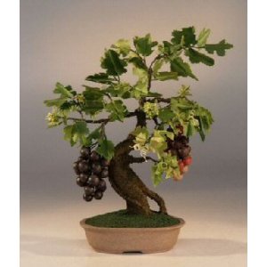 Rare species of bonsai 41cnnh10