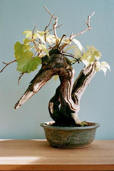 Rare species of bonsai Grape_10