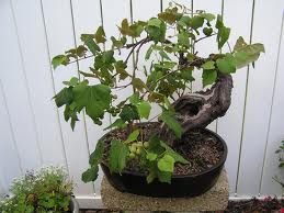 Rare species of bonsai Images10