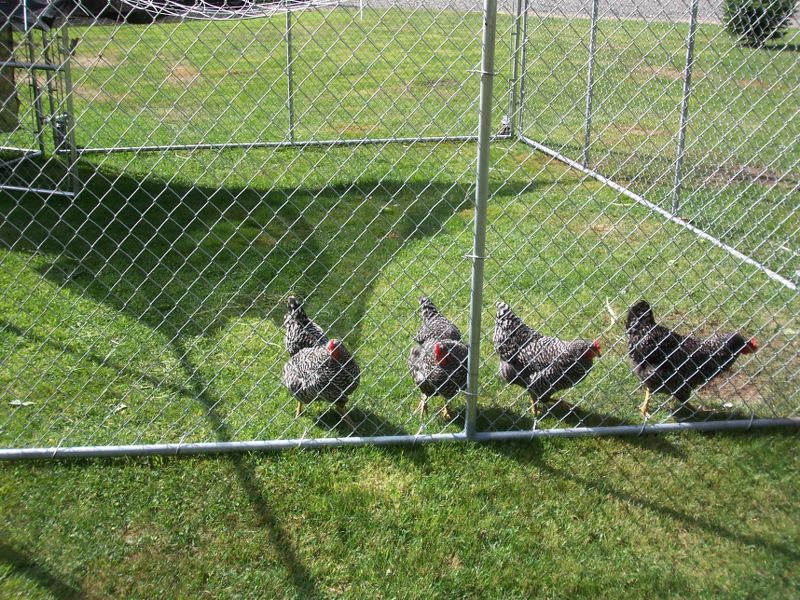 How many of you have chickens? 100_2612