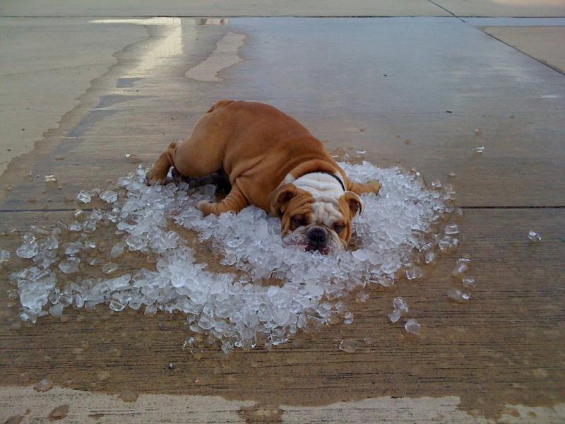 Weather Too Hot: I must be a mad dog Hotdog10