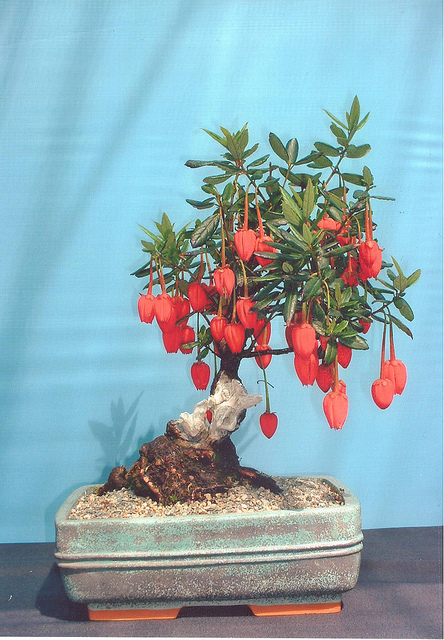 Rare species of bonsai 52581710