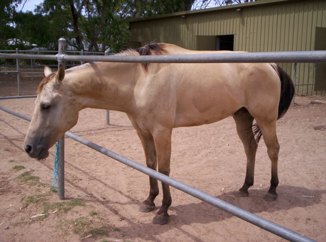 Grottiest Equine 100_9910