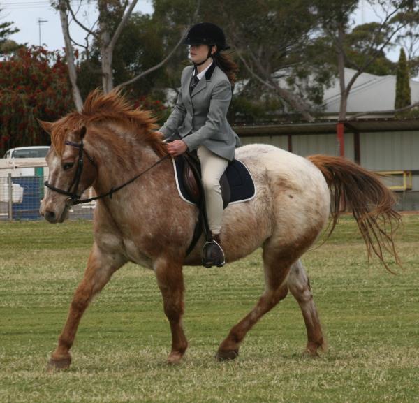 Ridden Pony - Gelding 26_9_010