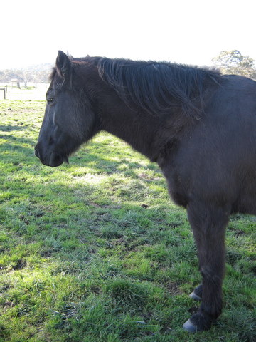 Hairiest Pony, Galloway or Horse Img_0813