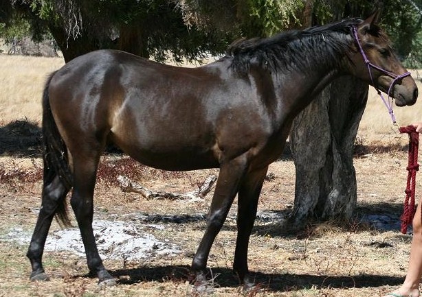 Warmblood Foal/Weanling/Yearling - WB, FWB, CB etc Img_6810