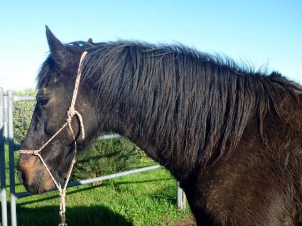 Longest Mane P1000712