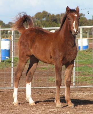 Partbred Arabian Partbr10