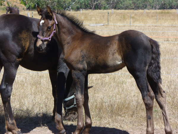 Warmblood Foal/Weanling/Yearling - WB, FWB, CB etc Ravens10