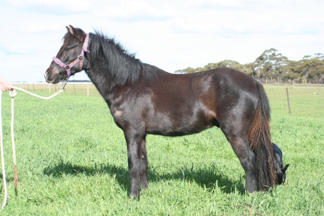 Led Pony - Gelding Welsh_10