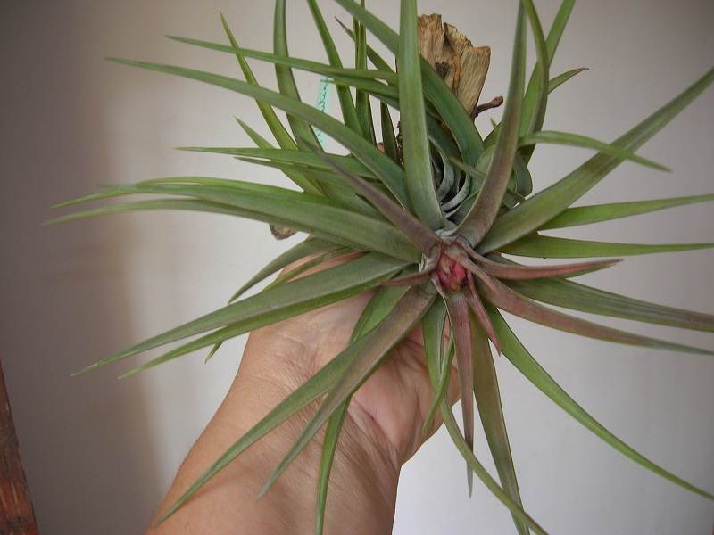 Mon Tillandsia va fleurir !!! - Page 2 Tillan11