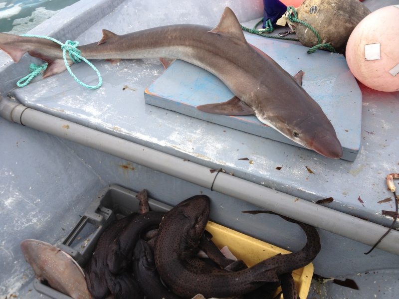 Shark Attack Photo_11