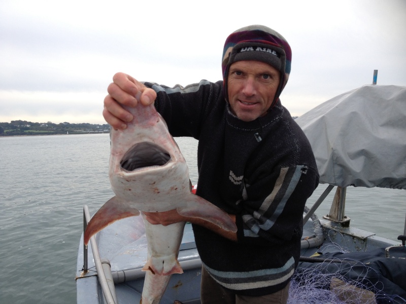 Shark Attack Photo_12