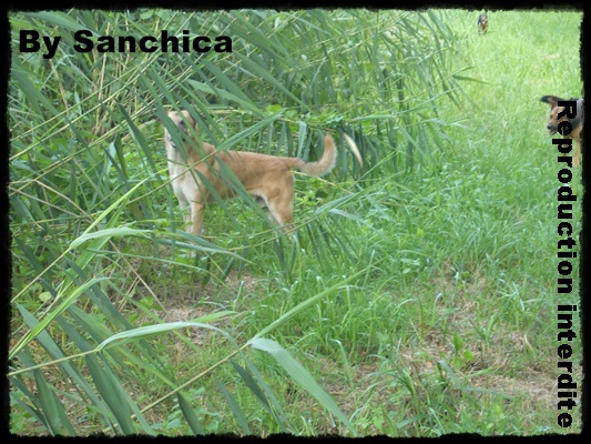 La bande a Sanchica - Page 38 P1140014