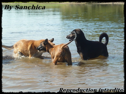 La bande a Sanchica - Page 39 P1140127