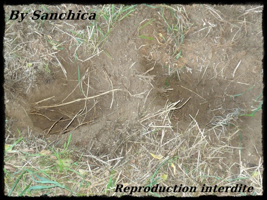 La bande a Sanchica - Page 41 P1140811