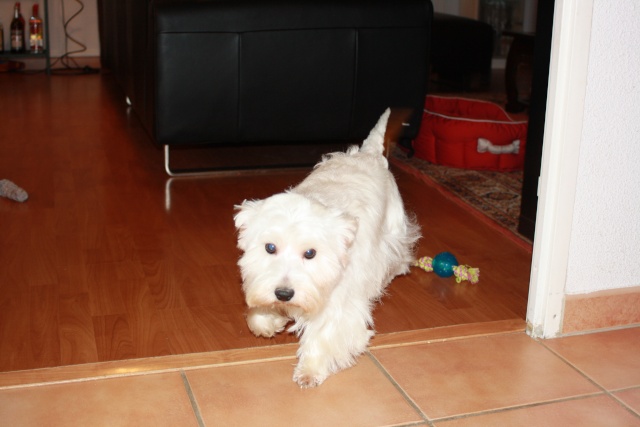 UZZA dite ULLIA dite TEQUILLA,   WESTIE FEMELLE 7 ANS  - Page 11 Img_2513